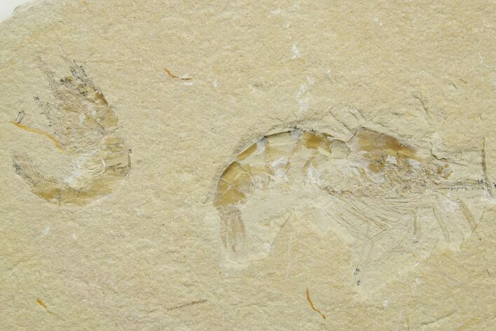 Two Cretaceous Fossil Shrimp - Lebanon #376613